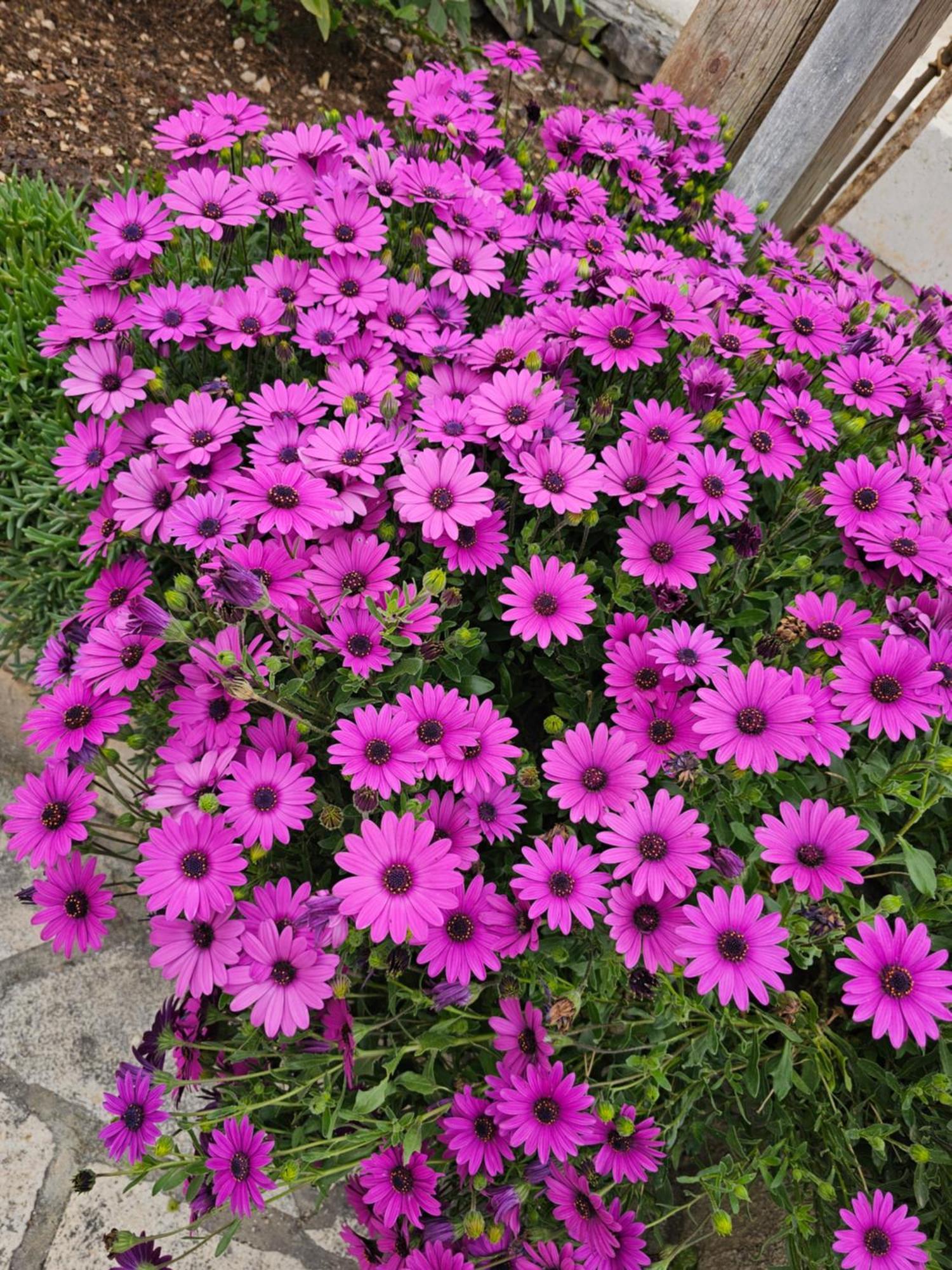 Apartments Plejic Seget Vranjica Esterno foto
